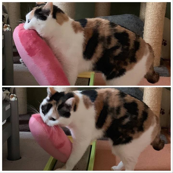 4e276ce2 b68d 49f1 b85d e98bcf08848d 1547776107925