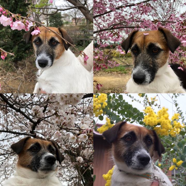 4e285988 6655 47cd 86ed c9bd07447ef4 1553931970708