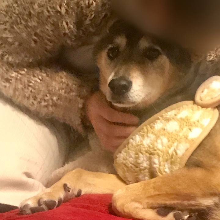 4e28faac d6fc 4bd7 9851 039bb7b52613 1544693251969