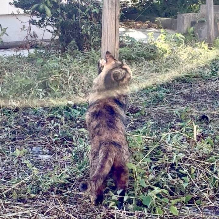 4e299586 08d0 4433 8d77 b983c3753f93 1759734724102