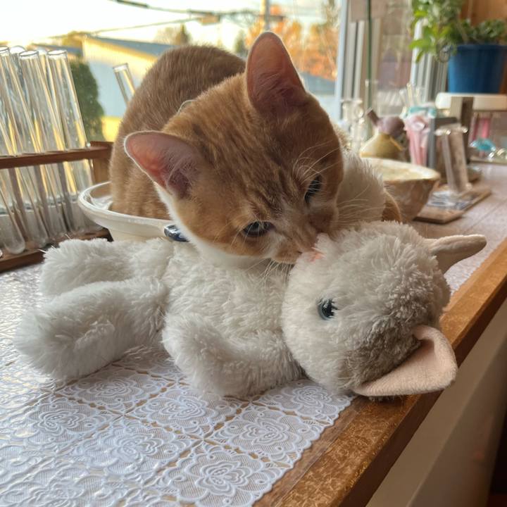 4e2ac7a3 10ea 417e b7f4 975dc1eb37c6 1668117331529