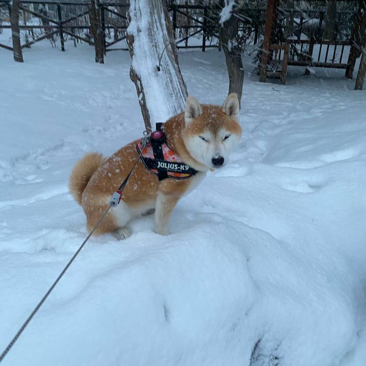 4e2bab07 da2f 404b 9744 bbf733eb166c 1612688780148