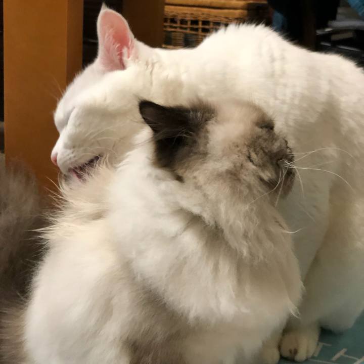 4e2e219a e668 491a 97de e5e5f7842268 1636938157734