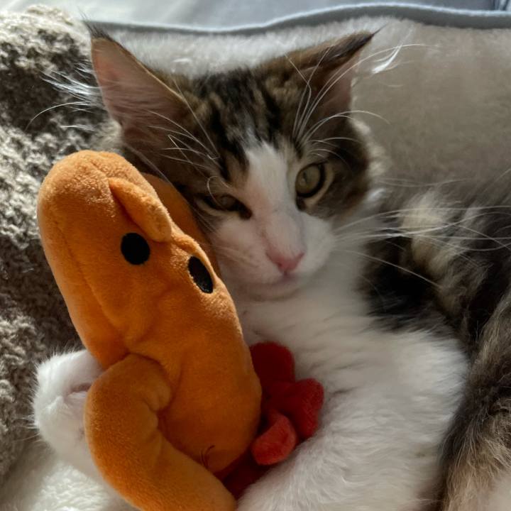 4e2e5fc8 283b 41bb bf5d e28f5743184a 1634907373943