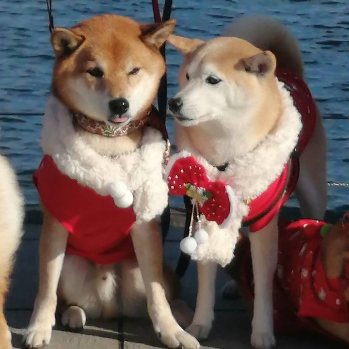 4e331bc6 15c4 4756 805f 11a023538ebb 1639362426404