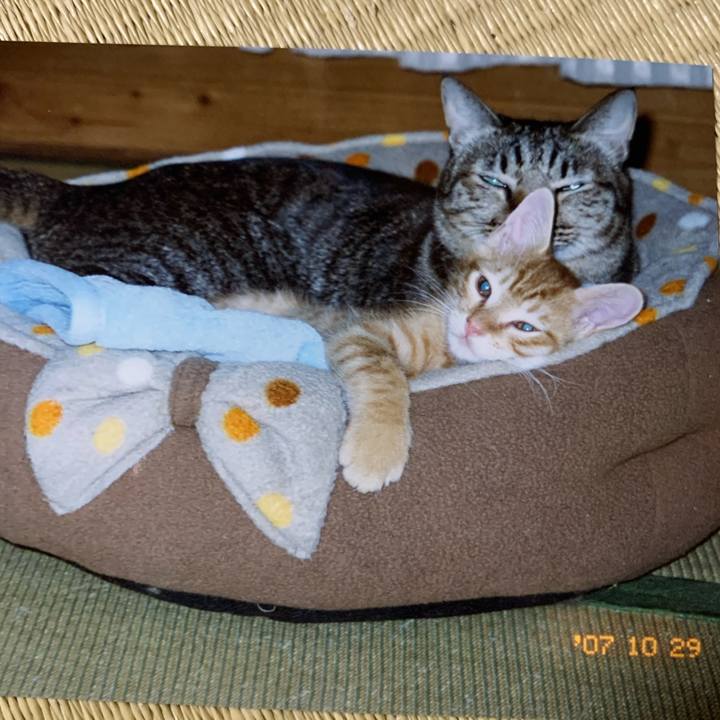 4e337ef7 9dad 4999 9b48 405fa8cb6b0e 1619416282730