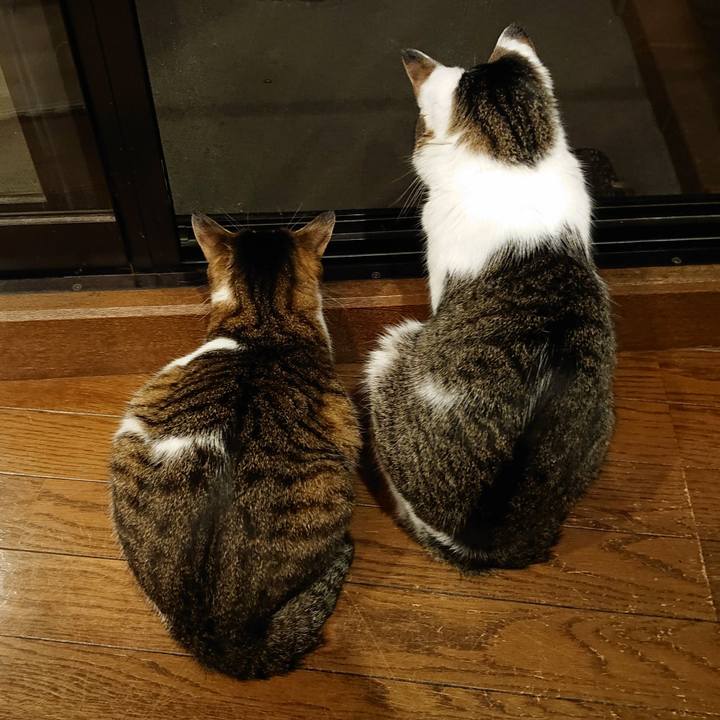 4e3388a7 bd89 47ef aeed c8fbb0c0d0be 1621896324013