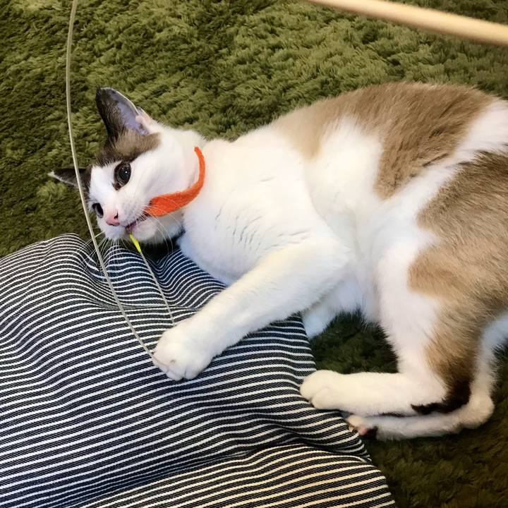 4e347146 a857 43c7 968d 4b5bb02b88c4 1610260693041