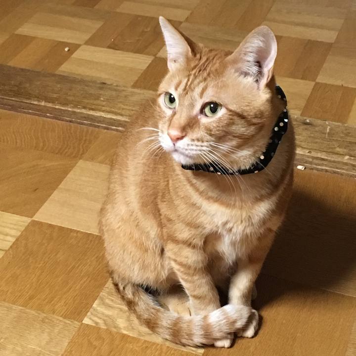 4e3988c2 7df7 460f aa17 82e0460541f9 1539254491371