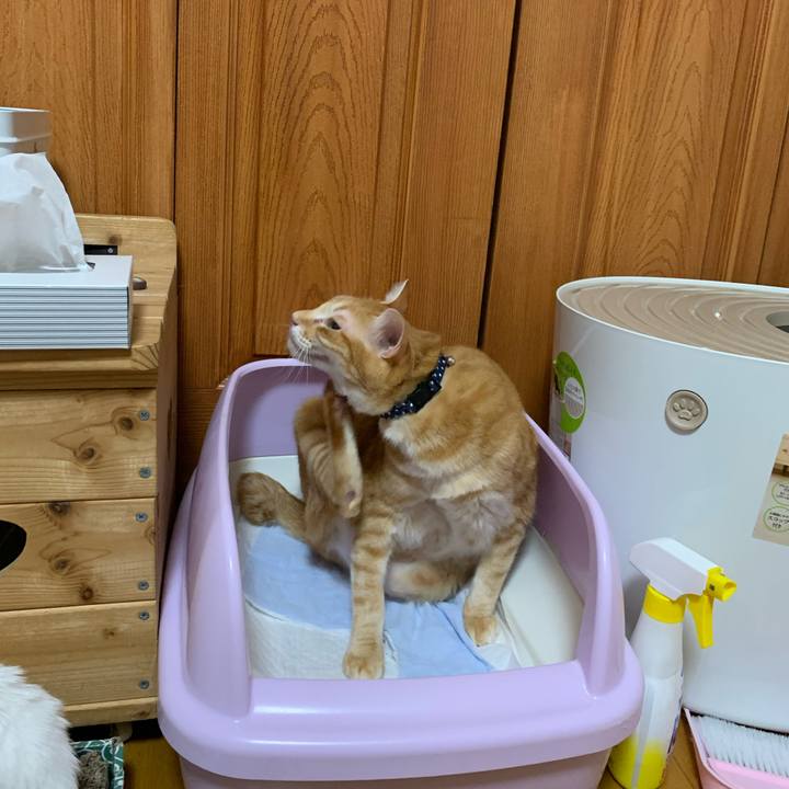 4e3d78b0 28c7 40c8 ab7f 8532b4433ad6 1611288410249