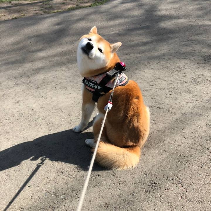 4e3de77e f3d9 47d5 ab0c 23db66604421 1558318670684