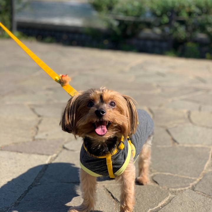 4e3ee86b 3c0d 4e9b ba41 d724eaed54f8 1574043050394