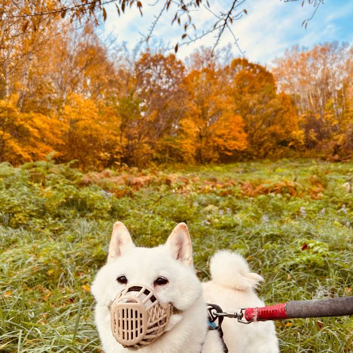 4e402e69 df0d 4c27 9b62 ea78c4e0d76f 1729985443320