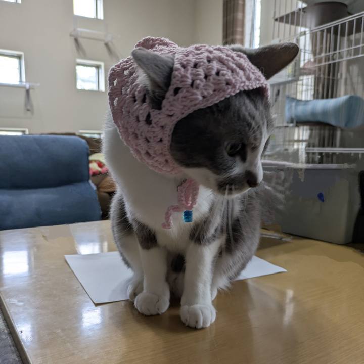 4e405ef7 6868 4f23 8128 0d7cf651f2bf 1762325597169