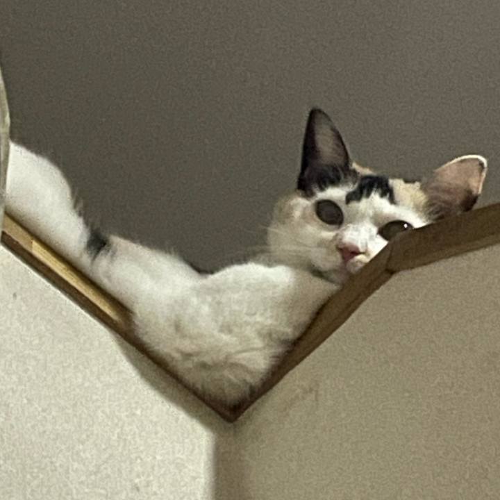 4e42901c 0c6a 42d7 a032 0ea2f5a70e68 1758208406376