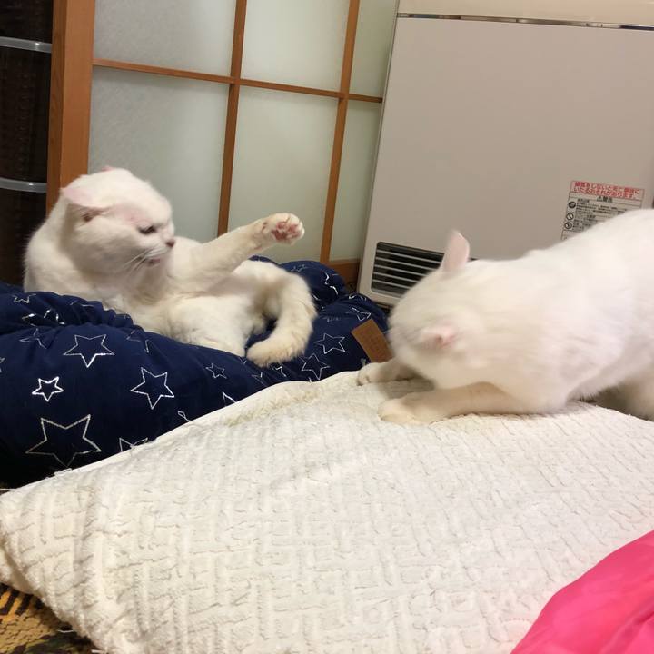 4e42a33a 668c 4eb6 8016 46abc05c9416 1543712985409