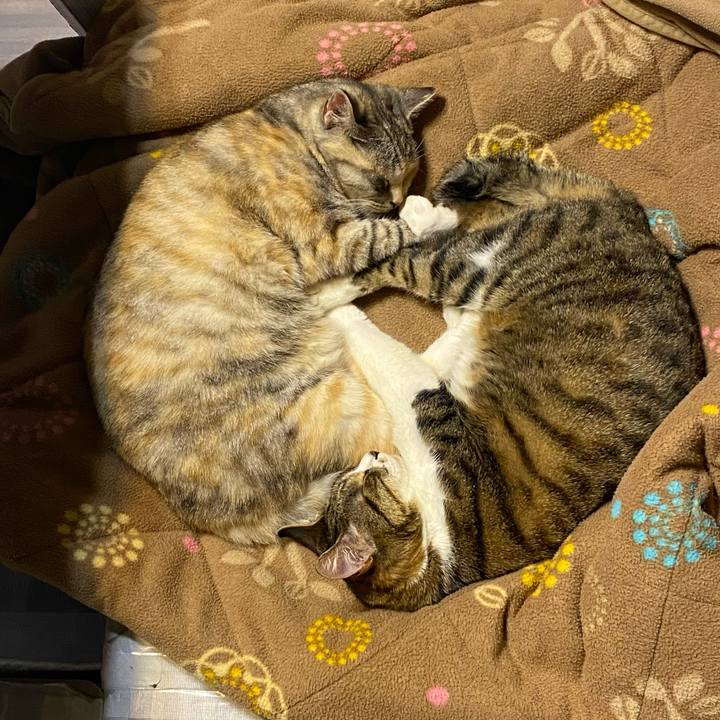 4e4332f2 5c91 4cf1 9d3e e9af72c239e8 1618507141585