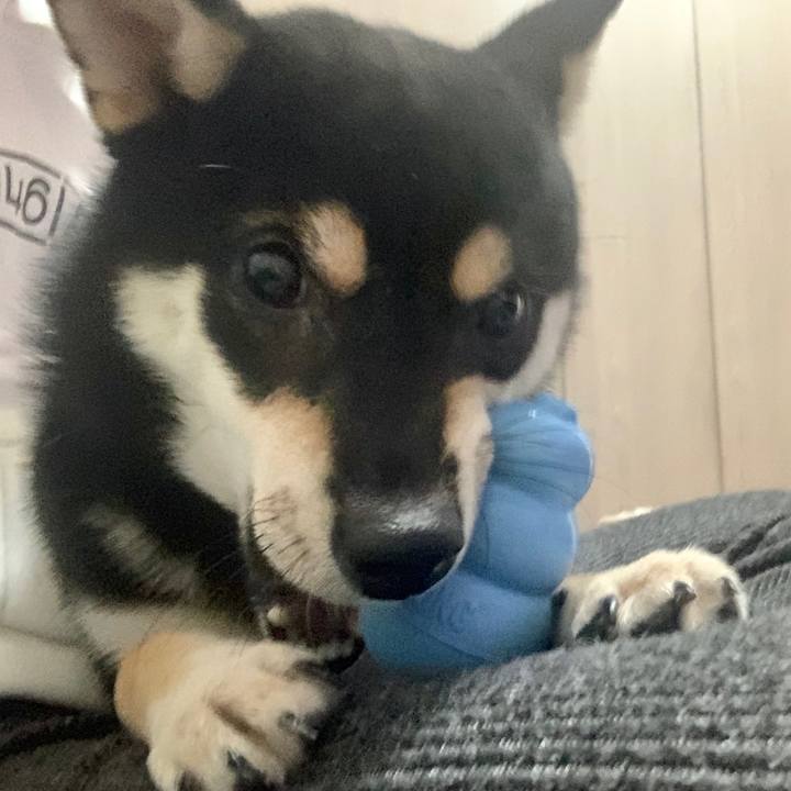 4e438423 0b85 4a80 8396 d91990e8c0e7 1575548335785