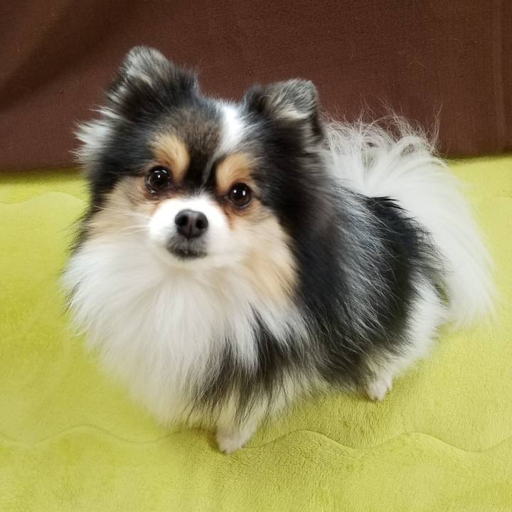 4e46066c a21b 4bc8 a364 8386fb21794f 1553988555566