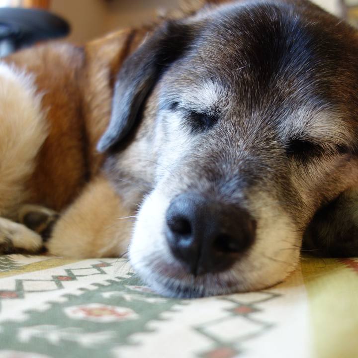 4e46e28f 0255 49e2 87f8 12365b91bbe0 1526295598679