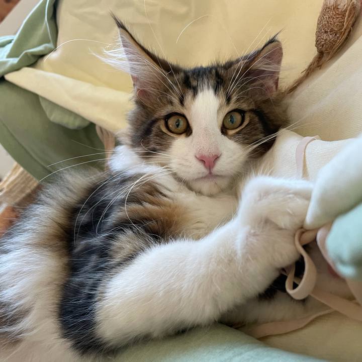 4e47dba7 8237 4c15 854e 6dc115f749b5 1635028598503