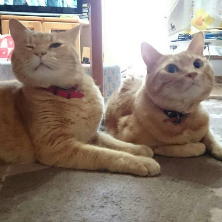 4e48ccc9 924b 47cc 9a93 ca2605f97726 1511528618037