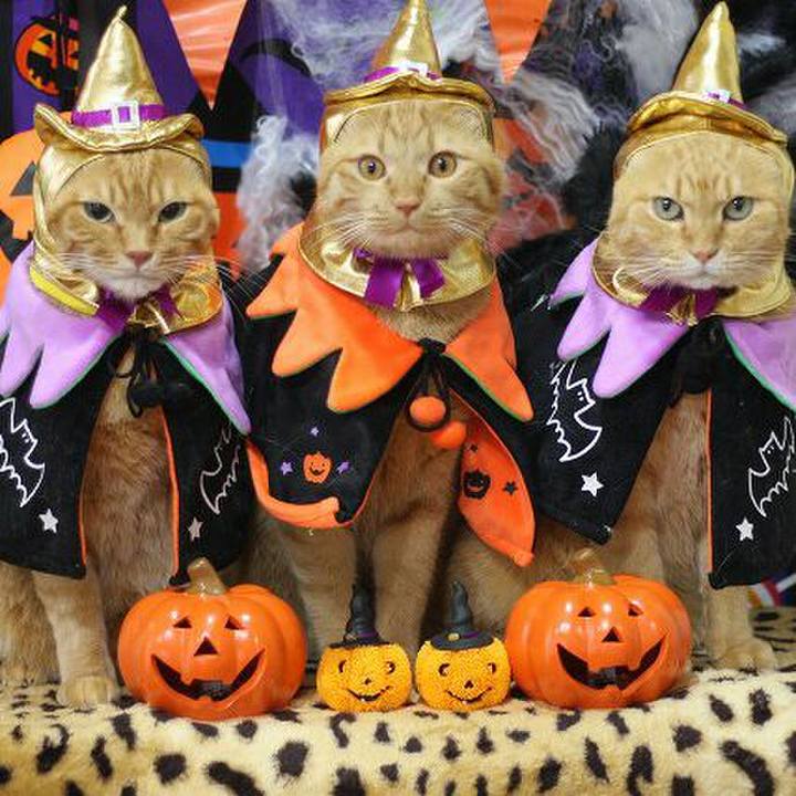 4e495a4b c591 4f43 8034 c00b3d538bb2 1571214888919