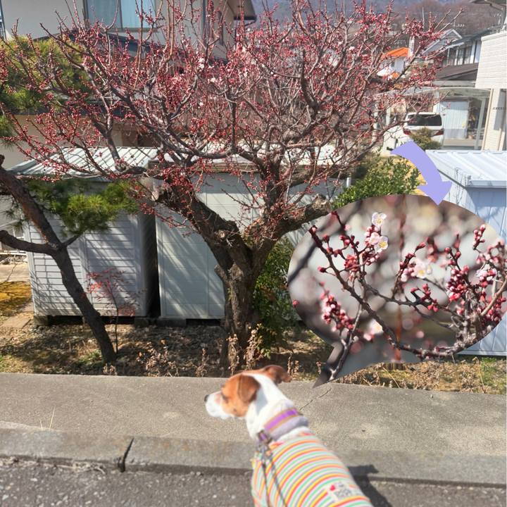 4e49bab5 8555 4ea3 a551 c4246660828e 1774301561162