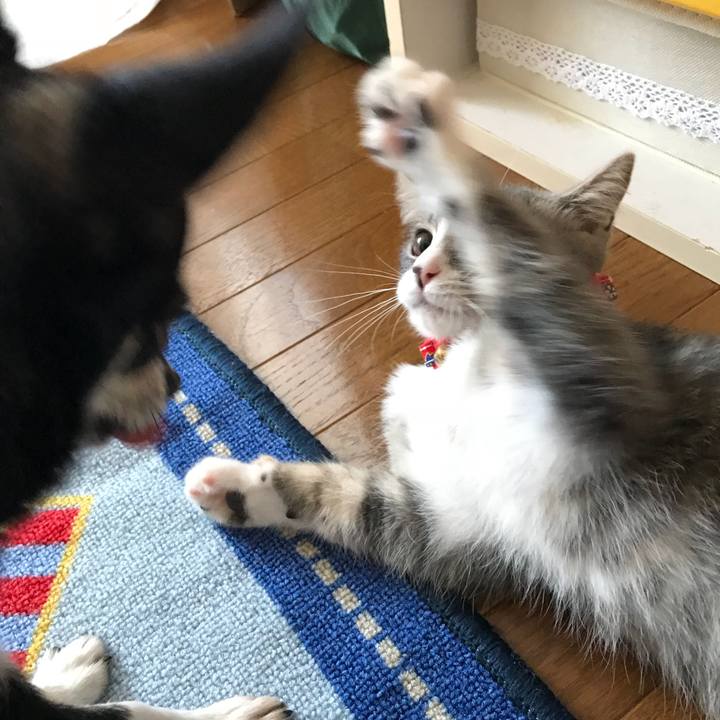 4e4b3f8e 9d38 434b a785 fedb8f99520d 1532160336420