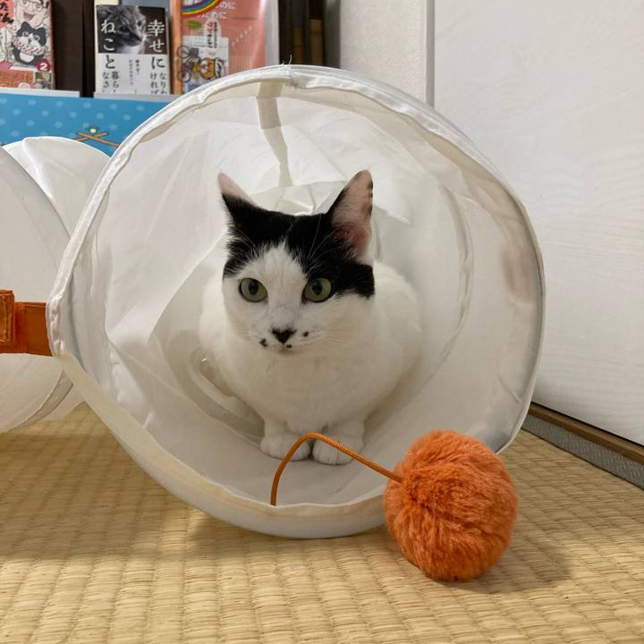 4e4b82f8 699f 4a6d b17d 69f9a04c22a3 1758627603315