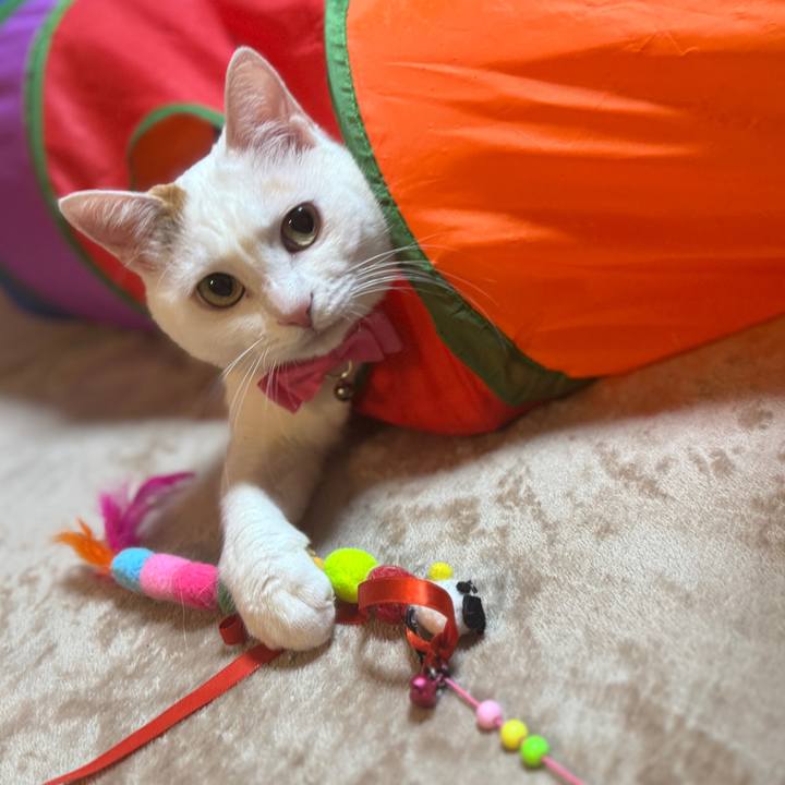 4e4c257e d985 4038 98b1 d90b1bfce200 1762607833707