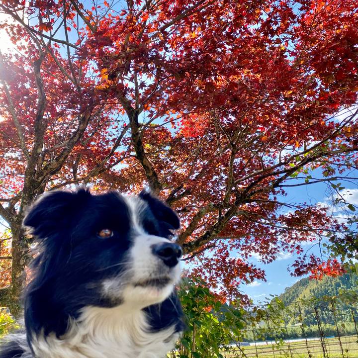 4e4e98da 60d2 4602 a4ad d0d212b6811c 1604892805034