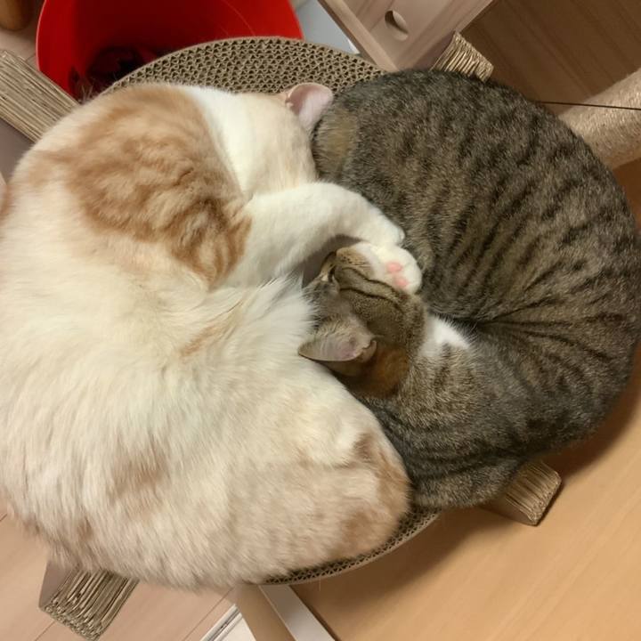 4e4fc302 87db 47c2 8c7d 33502b54483e 1672662727754