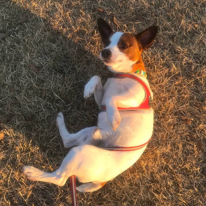 4e4fef95 5e3b 4e28 ada3 797173c33af1 1513848461982