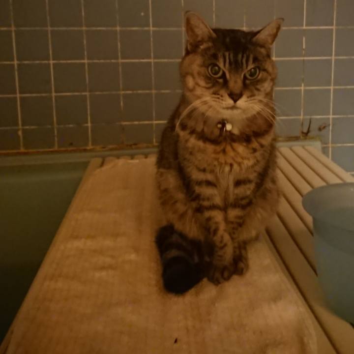 4e506044 12d3 493d a6ff c5eac888595a 1574932699760