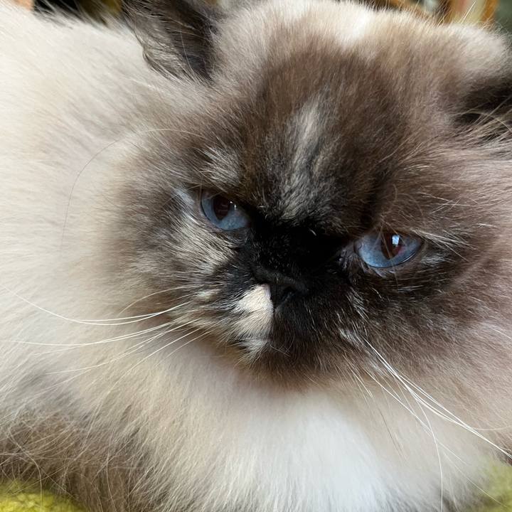 4e509892 82f3 4c25 9289 e74111c8a1e8 1742964892838