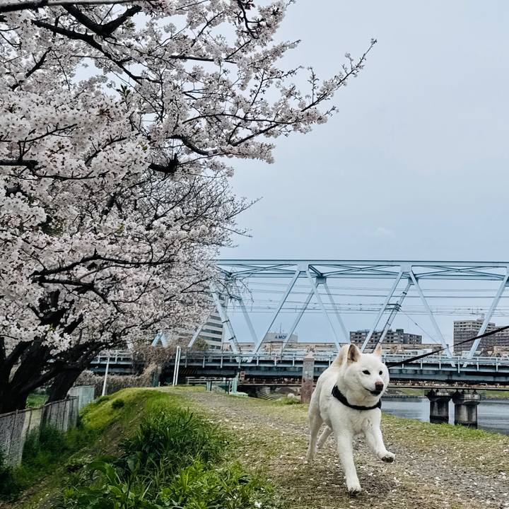 4e51379c 7093 41d9 b38d fb10f54f8f21 1743992178416