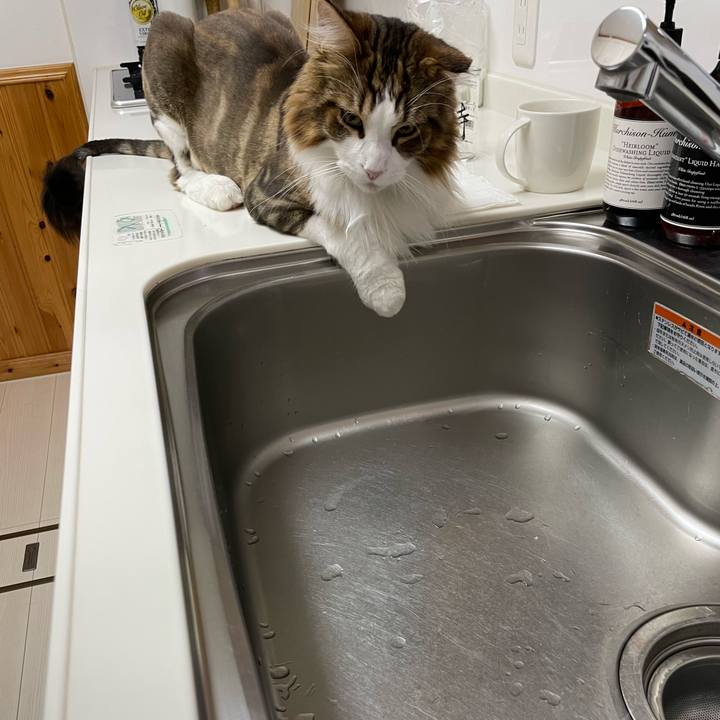 4e513cec 1030 4638 95cd 0c231b9bf2f4 1659534600306