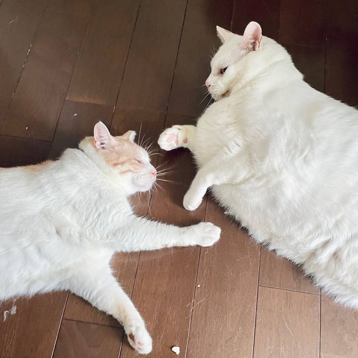 4e515b9f 46db 4311 b2db 3736b202a7dd 1722073485751