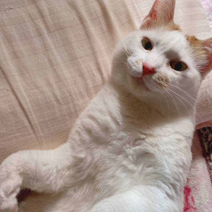 4e52e740 5338 48dc a217 1ba2e4443e3a 1596249426902