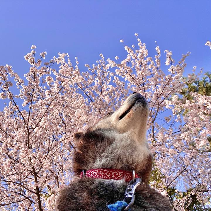 4e539373 0199 4742 b78a ea5c3dc60af5 1744622945640