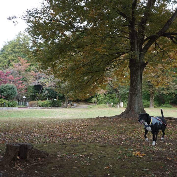 4e53f4aa bf12 47f9 a427 0dc5ee613d49 1762301678725