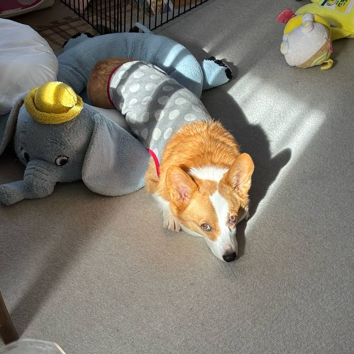 4e5592f0 45a9 44e3 9a84 49cc621341bc 1764810543735