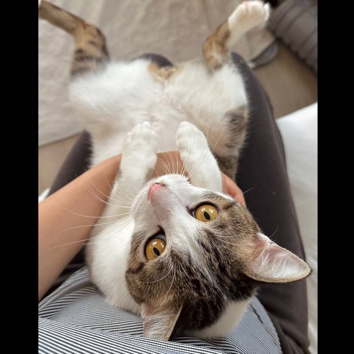 4e576efe f672 41db 87d7 aaf7318e12c7 1758856029198