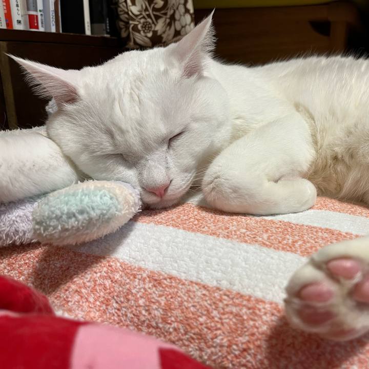 4e59cbc6 d7a4 4928 90e9 cabfcaf603cd 1697970941184