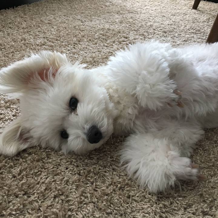 4e5af061 3072 4ee1 8e96 707923dafae5 1547780598908