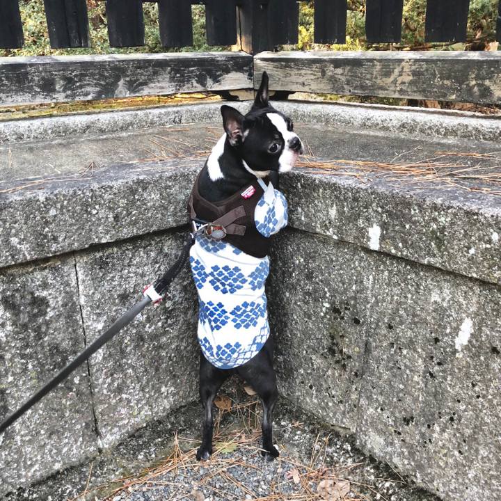 4e5c2b4f fb0d 4350 9765 eed7bea07215 1513756262994