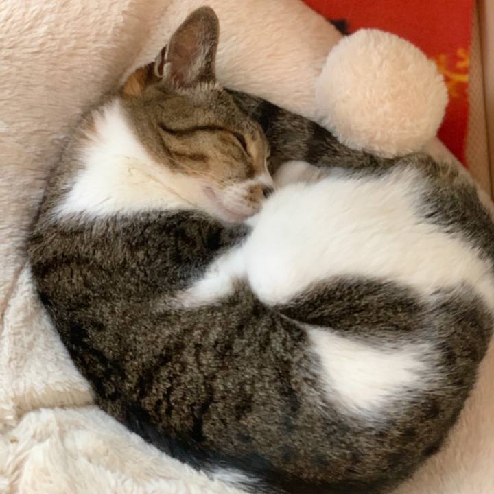 4e5c8793 1358 4fe1 9cab e23de634ba65 1586050044816