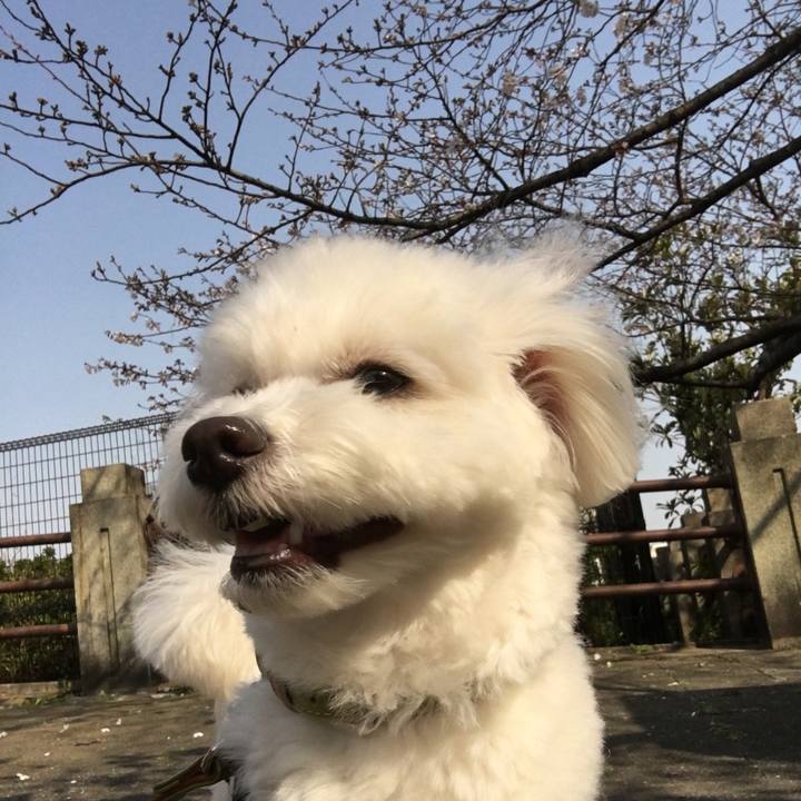 4e5cc1c9 0a7c 459a af9f 4378c2a298e1 1553686673232