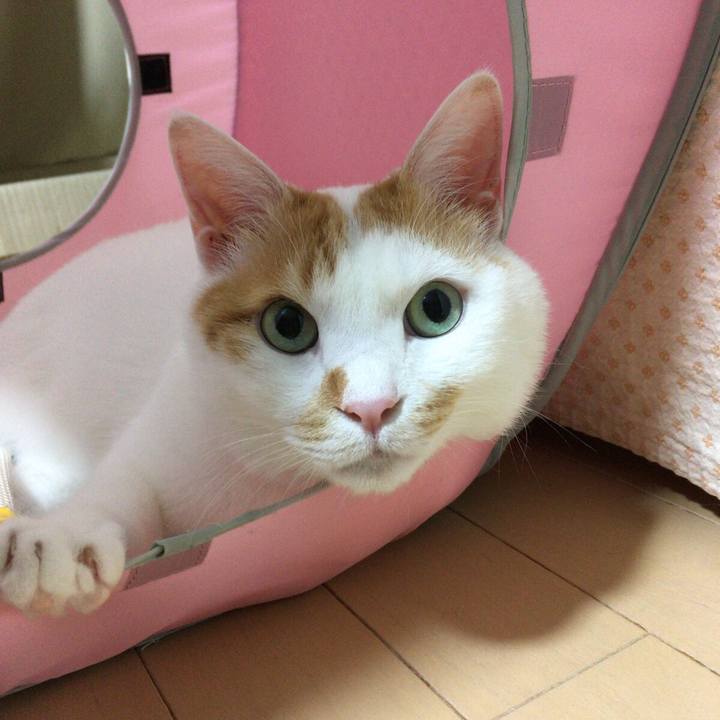 4e6160e9 f5f2 40c6 b4f4 142e0ca8cd33 1519225266435